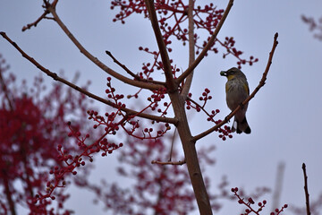 Yellow-rumped Warbler, Female