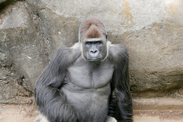 動物園のゴリラ