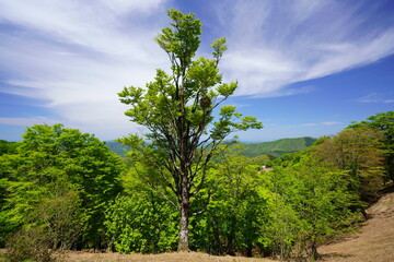 おにゅう峠（鯖街道、滋賀・福井県境）PassRoad ONYU-TOGE,Shiga-Fukui