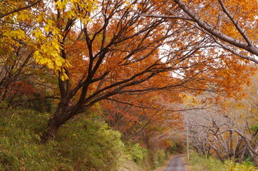 紅葉と落葉の細道