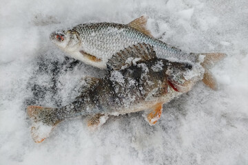 Winter fishing on the river, roach and perch fishing.