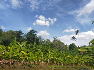 Fototapeta premium field of banana
