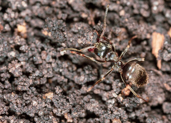 Ant crawling on the ground.