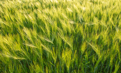 Green ears of wheat at sunset.
