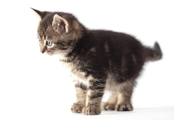 Kitten portrait isolated on a white background.