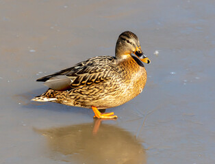 Duck on ice in winter.