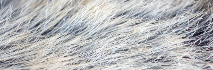 Close-up of mouse fur as background.