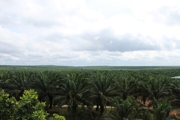 Palm plantation as tropical forest