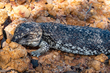 オーストラリアの自然、爬虫類