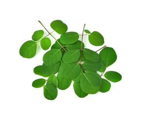 branch of green moringa leaves,tropical herbs isolated on white background