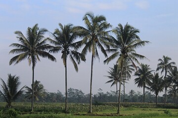 Obraz premium Natural rural agriculture