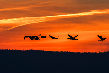 Fototapeta na wymiar Flying Cranes in silhouette in the sky at dusk