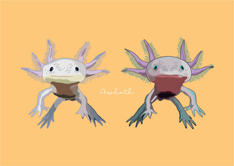 Vector Illustration of Axolotl, Mexican Walking Fish