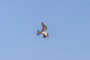 Common tern flying in a blue sky