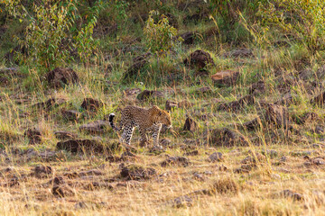 Leopard in the wilderness in Africa