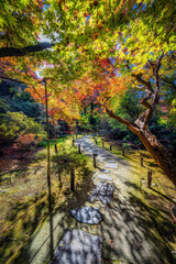 Gardens of Shoren-in Temple in Kyoto, Japan, in autumn, planted with Japanese maples and Camphor trees