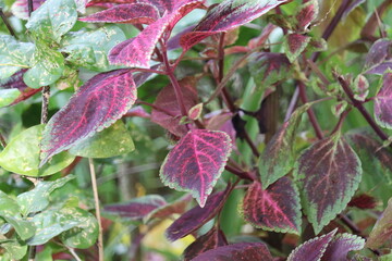 pink and green leaves, show plant. 