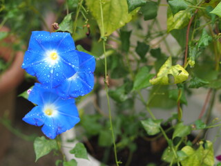 濡れた青いアサガオの花