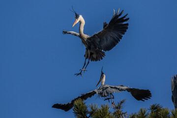 Graureiher (Ardea cinerea) streiten sich