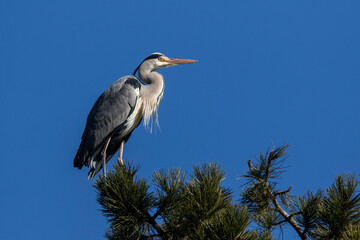 Graureiher (Ardea cinerea)