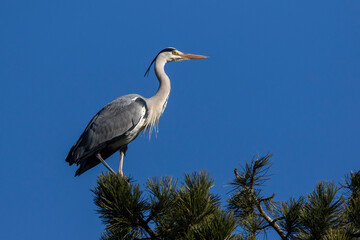 Graureiher (Ardea cinerea)
