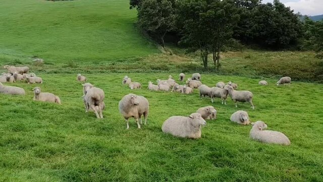 animal, 양, 농장, 양모, 염소, 포유동물,  귀여운,네이처,  가축, 어리다, baby, 목초, 갈색, 농촌