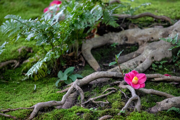 風景素材　城南宮の椿