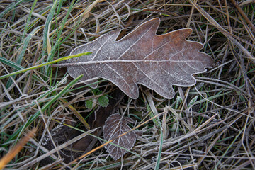 Frozen Oak tree leaf in the grass detail. Close up.