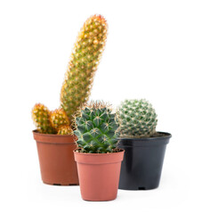 Different succulents and cactus in pots on white