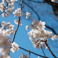 2月晴れの日の白梅