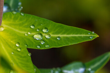 Regentropfen auf einem Blatt im Sommer 