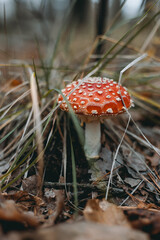 Picking up mushrooms on a field in the forest in autumn. 
fly agaric, red fly agaric
