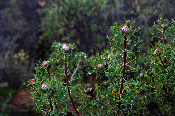 オーストラリア　花