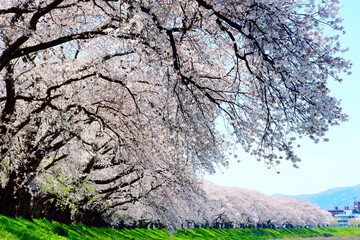 日本の桜