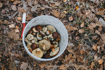 Mushrooms in a basket collected in the forest. Autumn forest, pick mushrooms, basket full of mushrooms