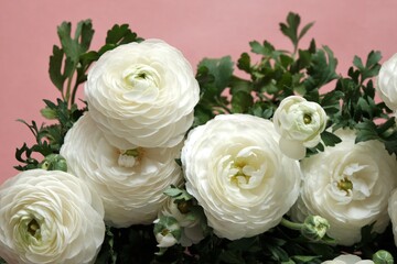 White ranunculus bouquet  on a light pink background.  white buttercups flower.Spring white flowers background. Floral card in pastel colors..Beautiful delicate spring flowers.