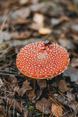 Picking up mushrooms on a field in the forest in autumn. 
fly agaric, red fly agaric