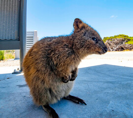クォッカ（ロットネスト島、オーストラリア）