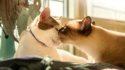 Two cats loving each other ,Cleaning by licking hair.