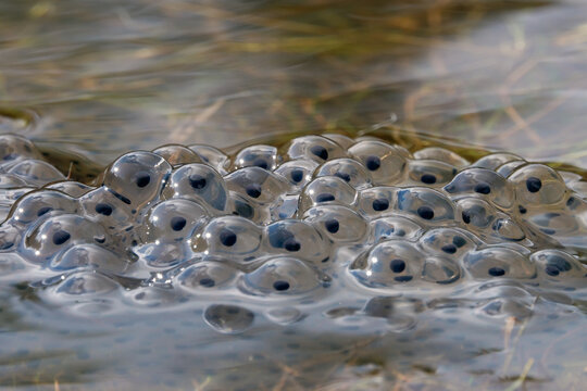 Spring Frog Spawn