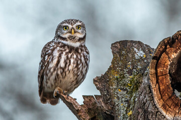 Steinkauz (Athene noctua)