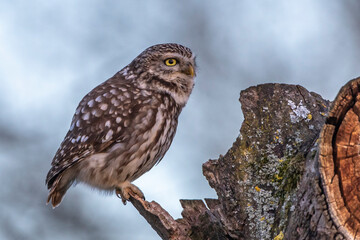Steinkauz (Athene noctua)
