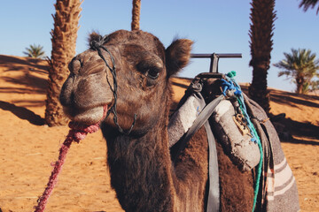 Hiking and camel rifing in the highest dunes of Erg Chebbi, Sahara desert, Morocco