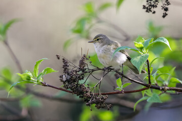 Common Chiffchaff
