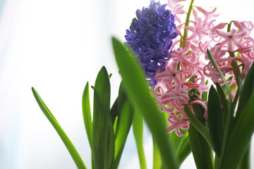 Obraz premium Crocus, plural crocuses or croci is a genus of flowering plants in the iris family. A single crocus, a bunch of crocuses, a meadow full of crocuses, close-up crocus. Crocus on a white background.