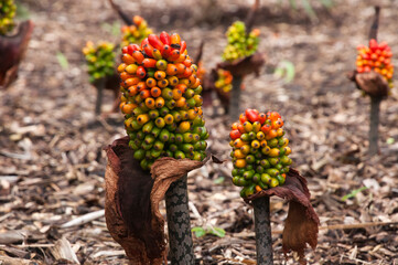Sydney Australia, seed stalk of a Amorphophallus bulbifer native to the Himalayas, India and Burma