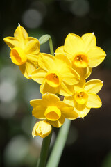Sydney Australia, stem of bright yellow daffodil flowers