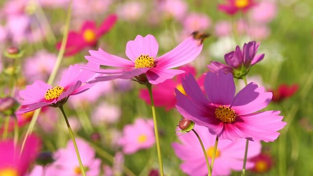 Beautiful cosmos  flowers and bee in the garden, outdoor  Chiangmai Thailand