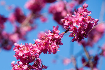 Sydney Australia, pink blossoms of a 'miilenium cherry' prunus tree against a blue sky