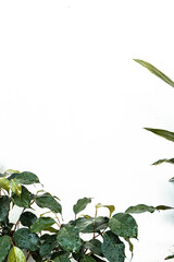Obraz premium Białe tło z naturalnymi pięknymi elementami roślinnymi, zielone liście tropikalne.